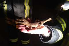 19-03-19-Krokodil-im-Garten-Bild-2