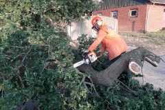 2019-08-27-Baum-Brackel-Bild-1